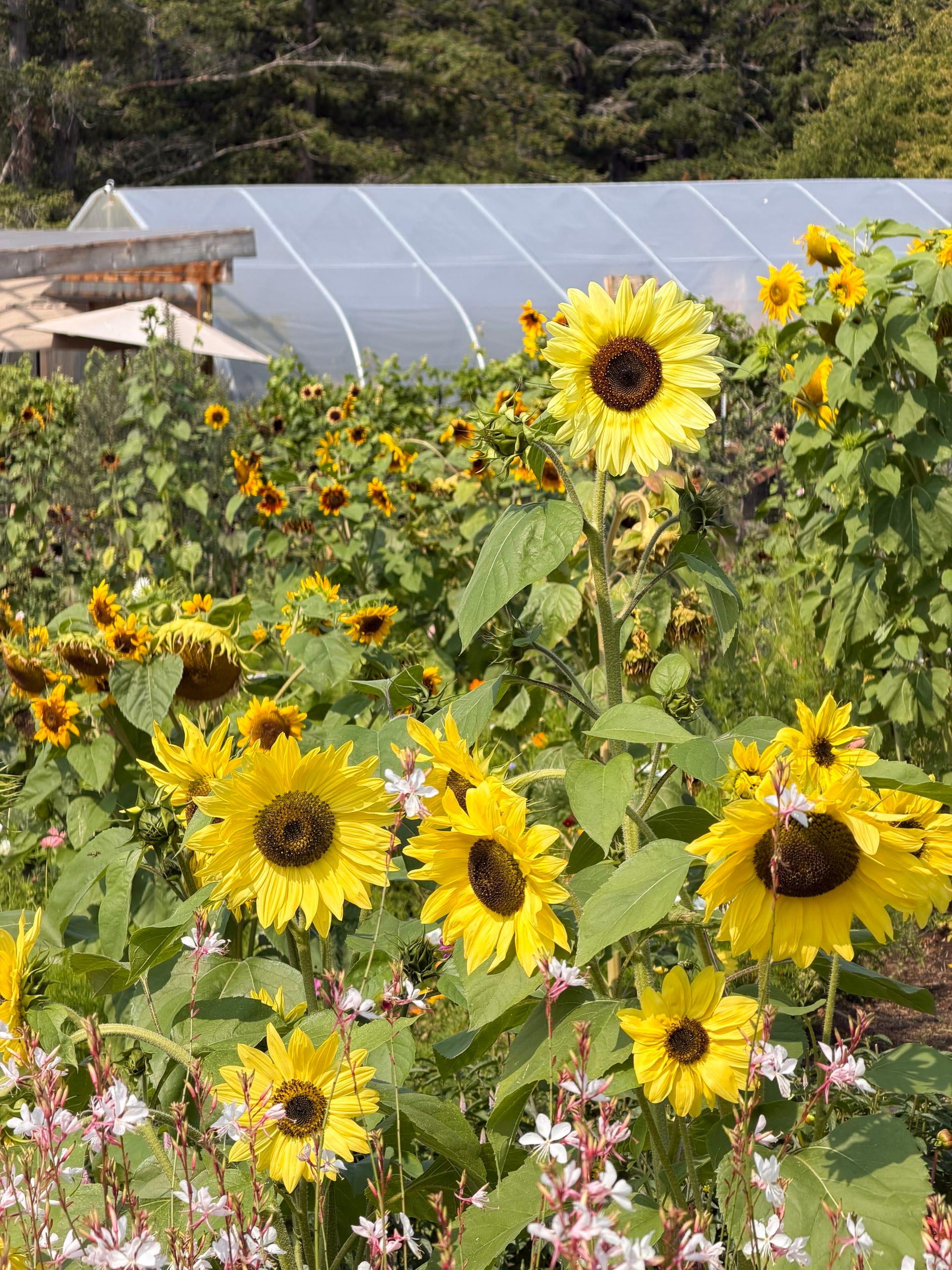 Sunflowers