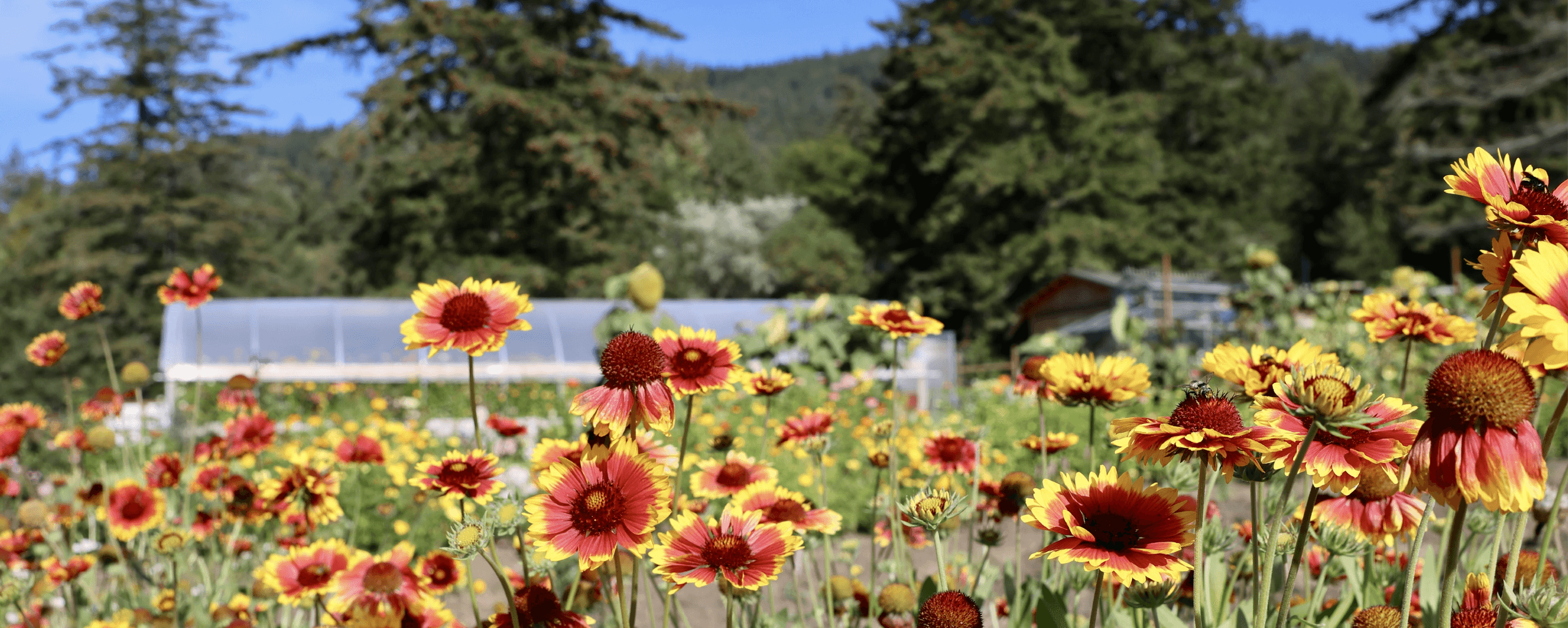 Blanket flowers with the farm in the background.