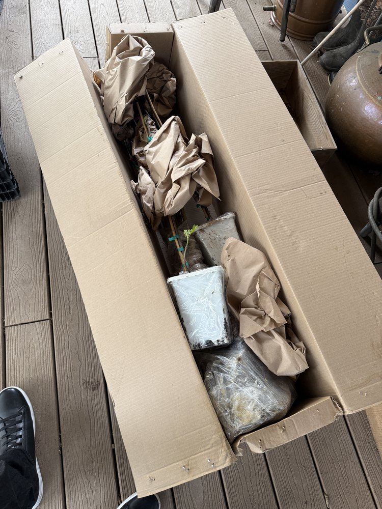The Rain Tree Nursery shipment arrives — new bare-root trees in their packaging
