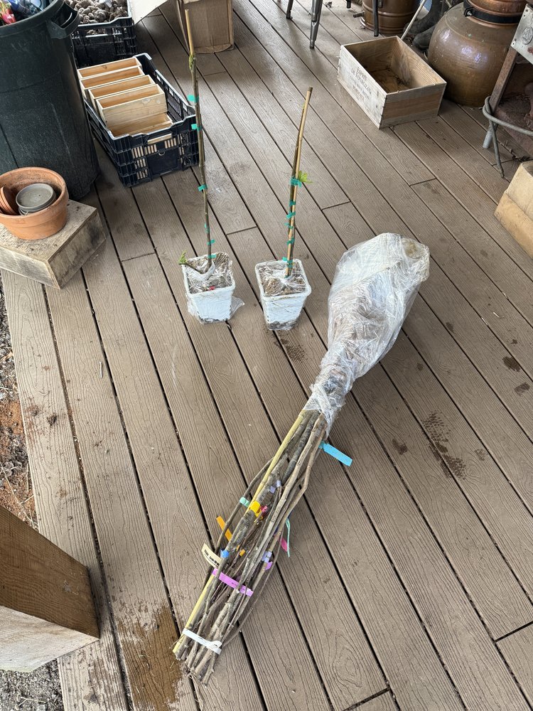 All eight bare-root trees laid out on the deck with colorful identification tags, plus two fig pots