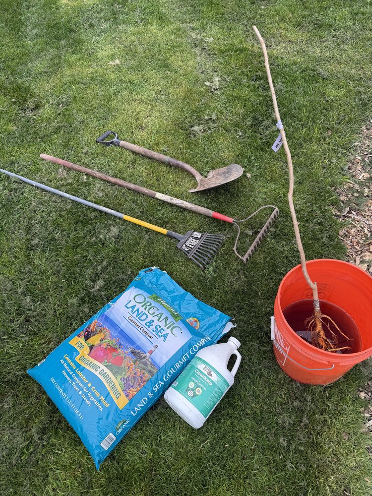Bare-root trees soaking in seaweed water with tools and seaweed powder bottle nearby