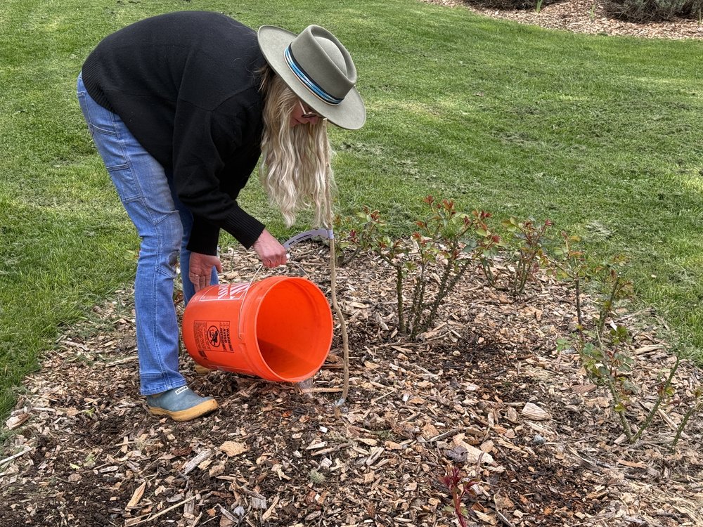 Carol watering the newly planted, mulched tree with the orange bucket